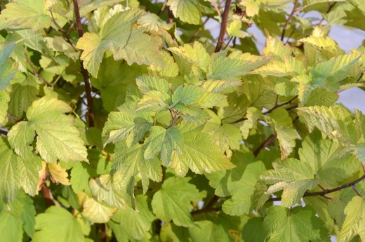 physocarpus tavola zlata.jpg