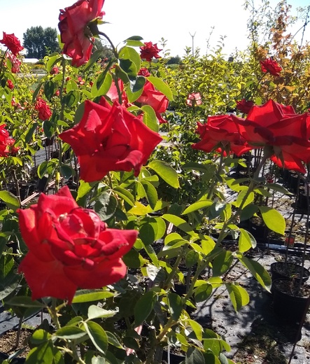 stromková  růže červená hybrid tea.jpg